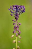 Modrenec chocholaty - muscari comosum 1282